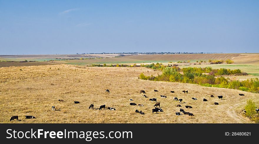 Herd of cows grazing on field