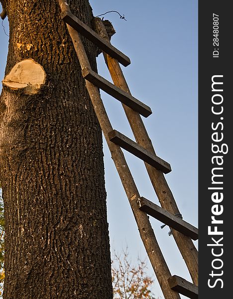 A ladder leaning on a large tree. A ladder leaning on a large tree