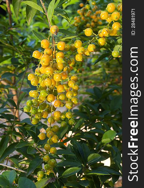 Yellow-golden berry fruit of the Skyflower, Duranta erecta, shrub