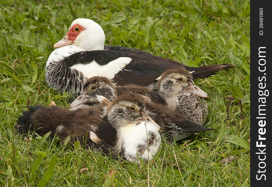 Mother duck with ducklings in the spring