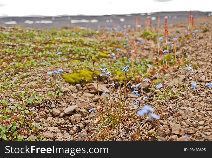 Forget-me-nots among the stones.