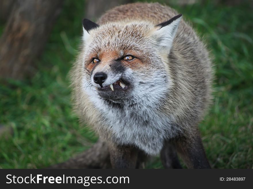 Photo of fox on Etna