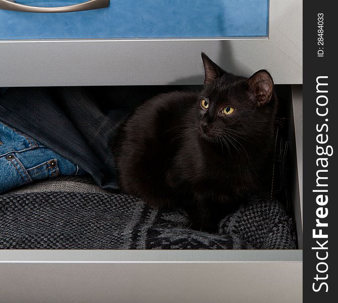 Black kitten in the open wardrobe drawer. Black kitten in the open wardrobe drawer