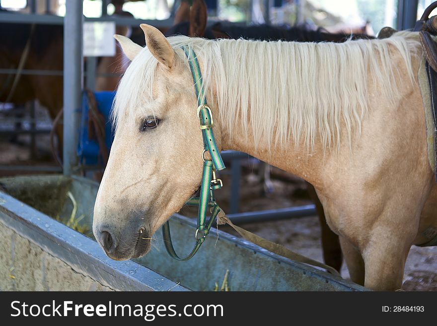 Horse With Blond Hair In Stable