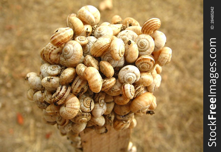 Congestion of little snails. Macro