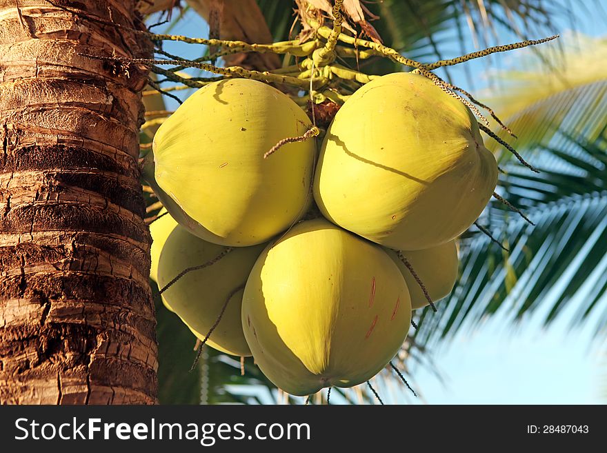 Closeup of young coconuts on the tree