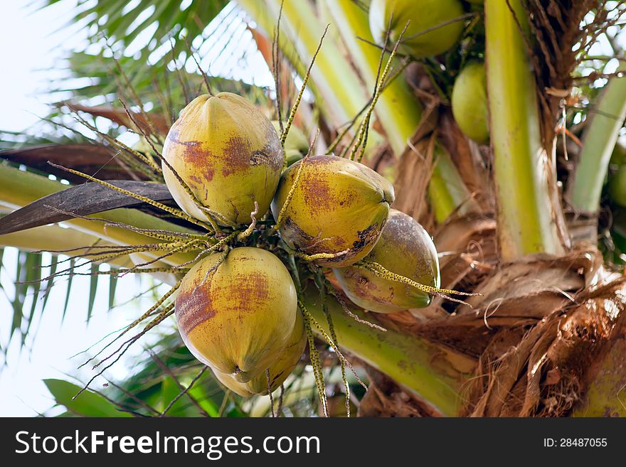 Closeup of young coconuts on the tree