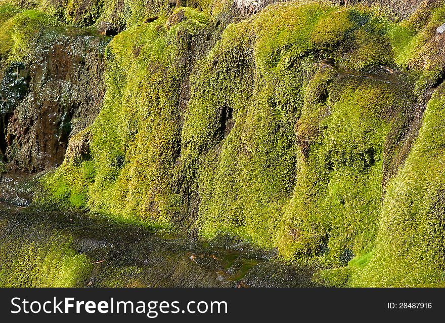 Moss On The Rocks