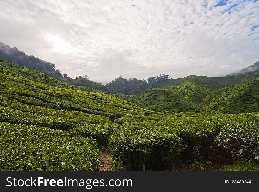 Cameron Highland, Malaysian biggest tea plantation. Cameron Highland, Malaysian biggest tea plantation