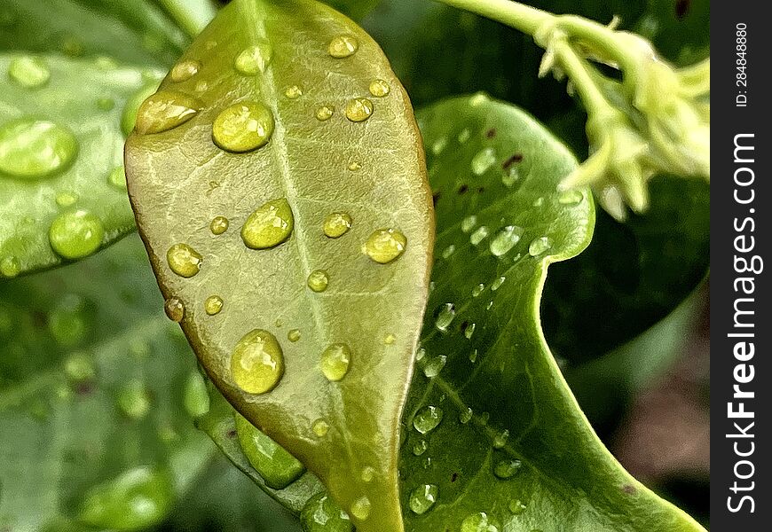 some rain drops on a leaf