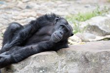 Chimpanzee Stock Image