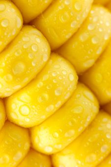 Grains Of Ripe Corn With Water Droplets / Diagonal / Extreme Mac Stock Image Grains Of Ripe Corn With Water Droplets / Diagonal / Extreme Mac Stock Image