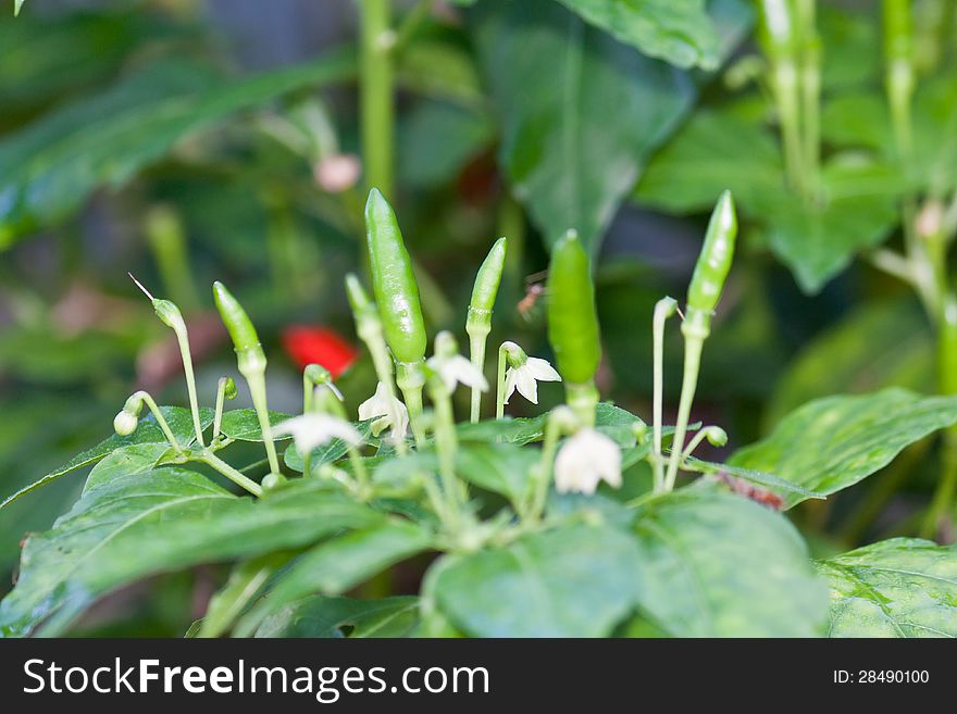 Bird's Eye Chilli is the important ingredient for cooking thai food. Bird's Eye Chilli is the important ingredient for cooking thai food