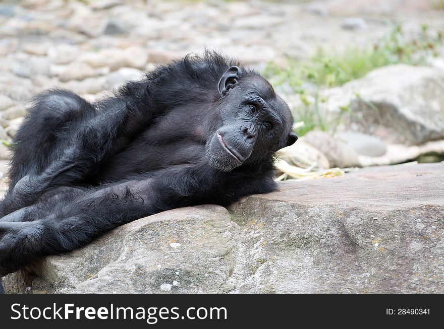 Reclining black chimpanzee with expressive face