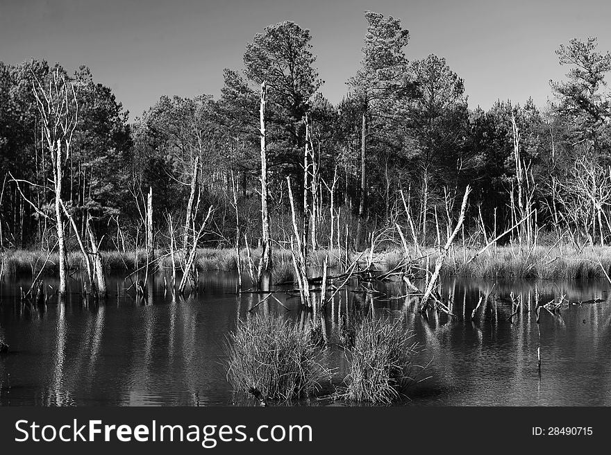 Scufflegrit Road Swamp