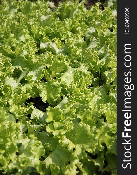 The Lactuca sativa in Vegetable garden this morning. The Lactuca sativa in Vegetable garden this morning.