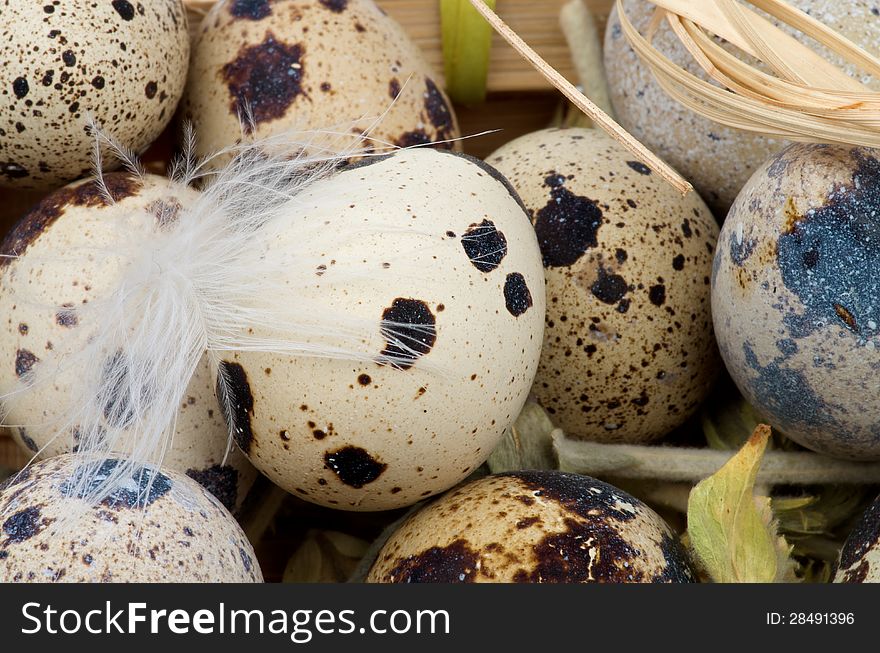 Quail Eggs with Plumelet closeup on Bast background