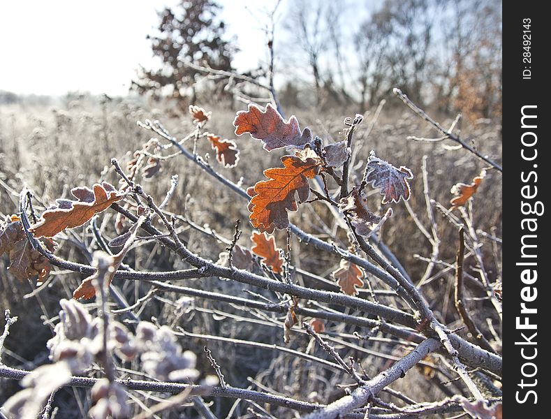 Winter oak branch covered by rime with some leaves left. Winter oak branch covered by rime with some leaves left