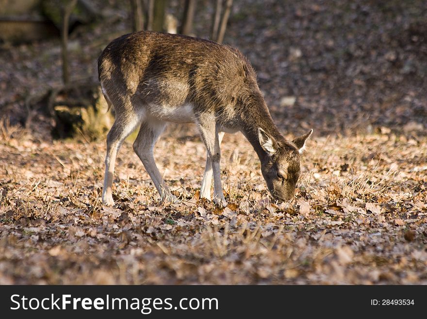 Fallow deer grazing in the morning. Fallow deer grazing in the morning