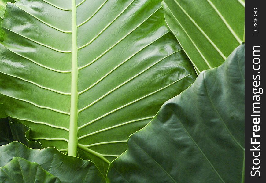 Fresh natural power of green tropical plants