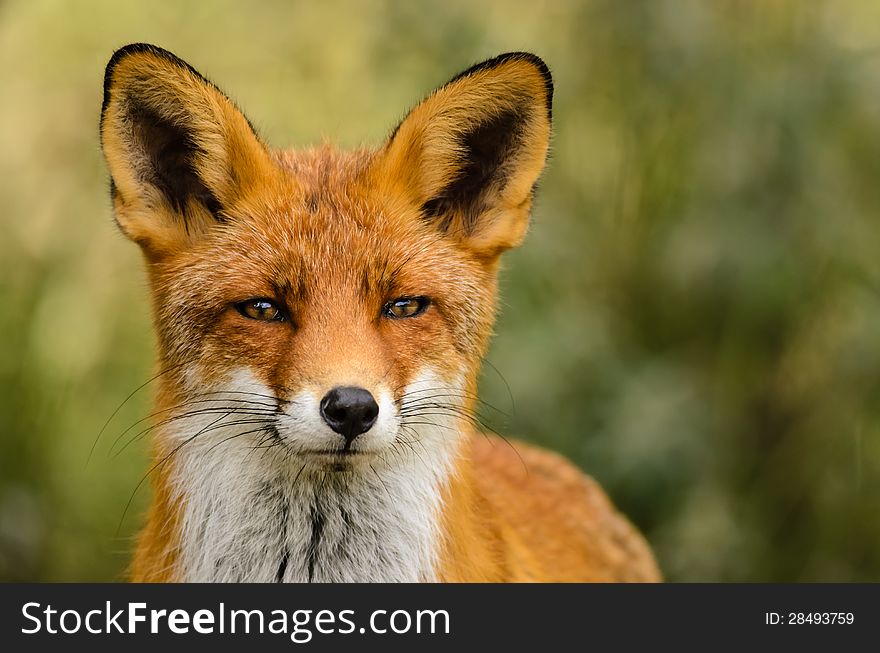 Red Fox &x28;Vulpes Vulpes&x29;