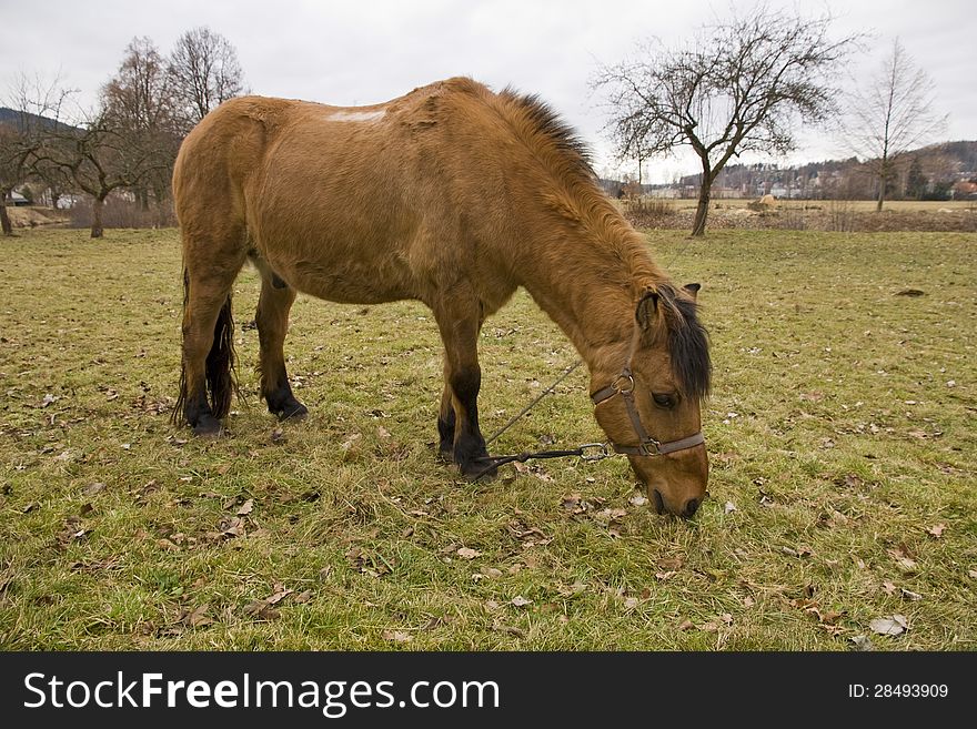 Brown horse grazing in the meadow and tied to a tree. Brown horse grazing in the meadow and tied to a tree