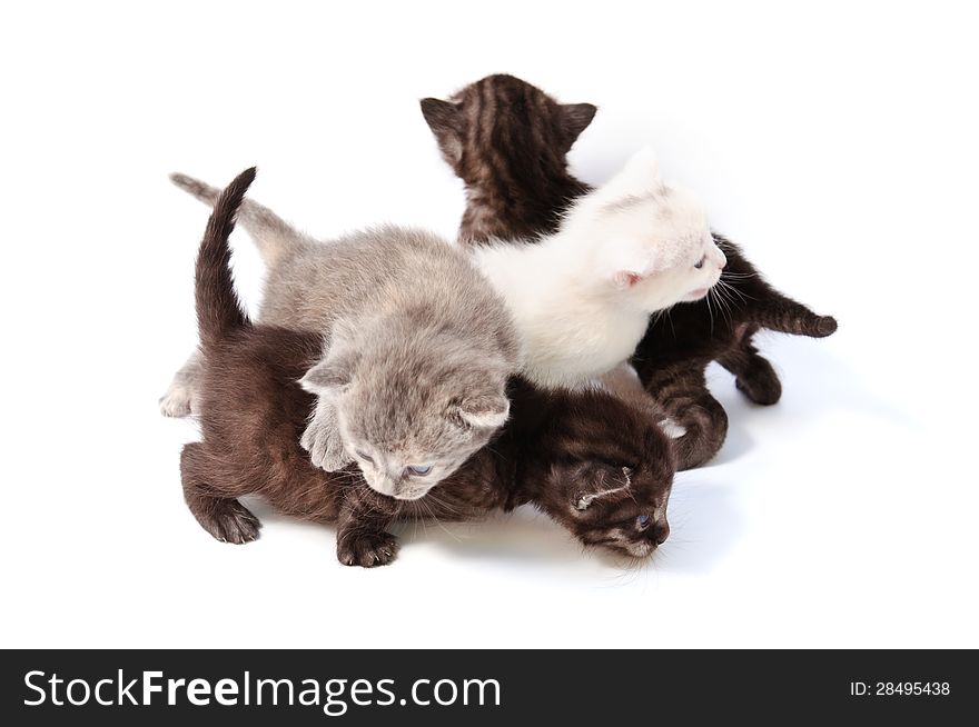 Funny playful little kittens on white background. Funny playful little kittens on white background