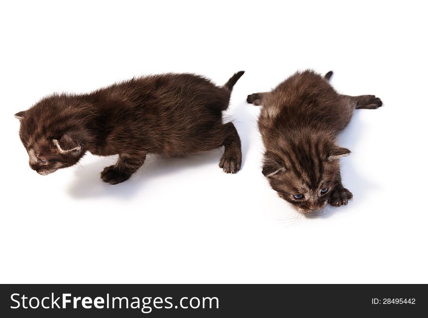 Funny playful little kittens on white background. Funny playful little kittens on white background