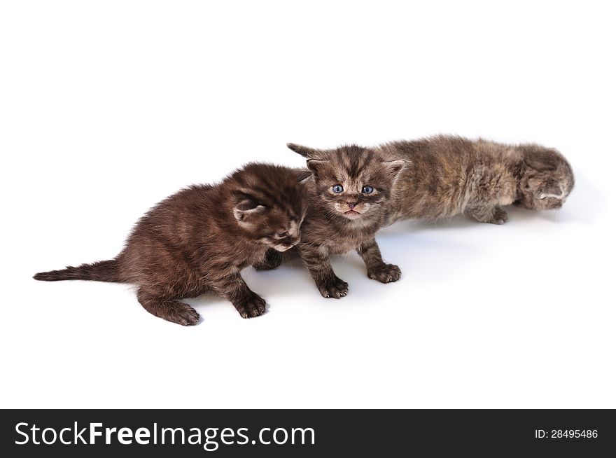 Funny playful little kittens on white background. Funny playful little kittens on white background