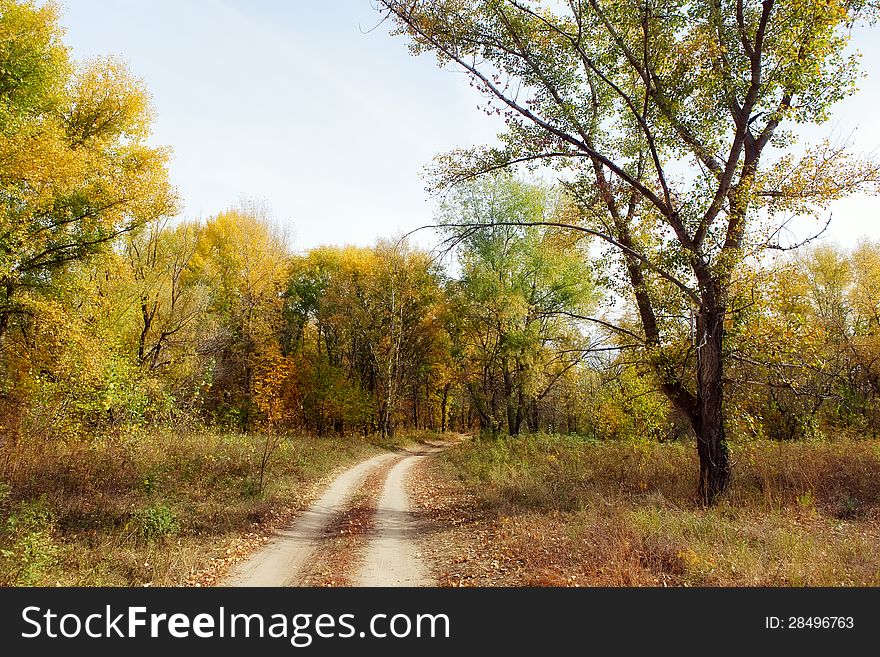 Sand Road In The Autumn Forest