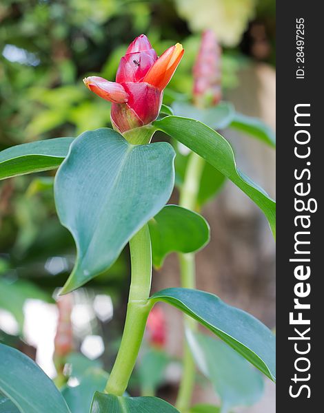 Ginger flower. The scientific name ( costus speciosus )