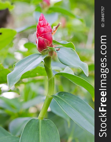 Ginger flower. The scientific name ( costus speciosus )