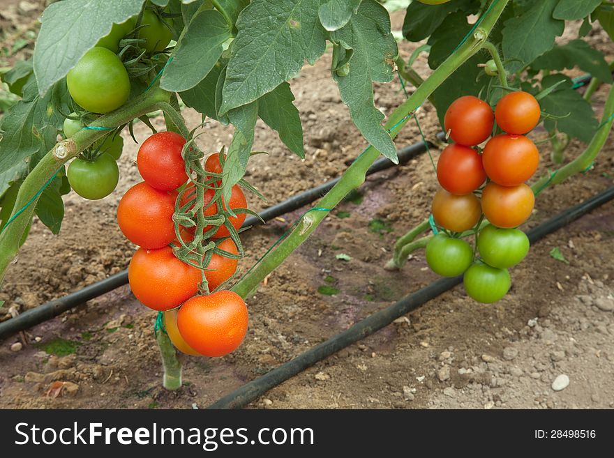 Tomatoes growing in a greenhouse. Tomatoes growing in a greenhouse