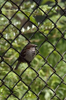 Little Sparrow Royalty Free Stock Photos