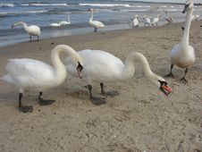 Swans On The Beach Royalty Free Stock Photography