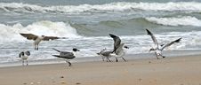 Sea Gulls Stock Images