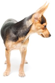 Russian Toy Terrier Stock Images