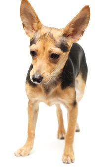 Russian Toy Terrier Stock Photo