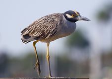 Yellow-crowned Night Heron II Stock Image Yellow-crowned Night Heron II Stock Image