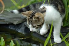 Cat And Pond Royalty Free Stock Image Cat And Pond Royalty Free Stock Image