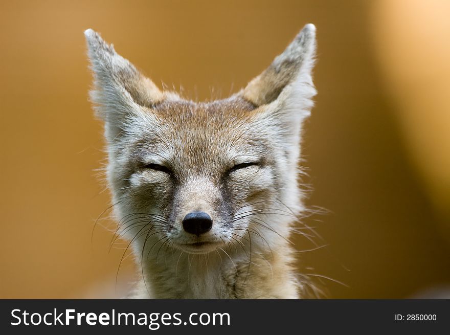 Portrait of a beautiful corsac fox