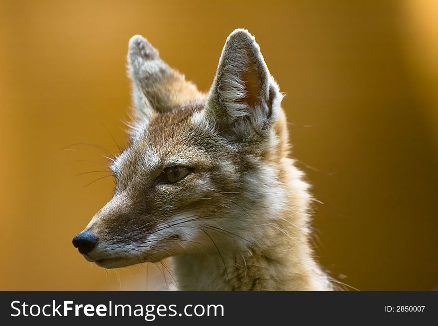 Portrait of a beautiful corsac fox