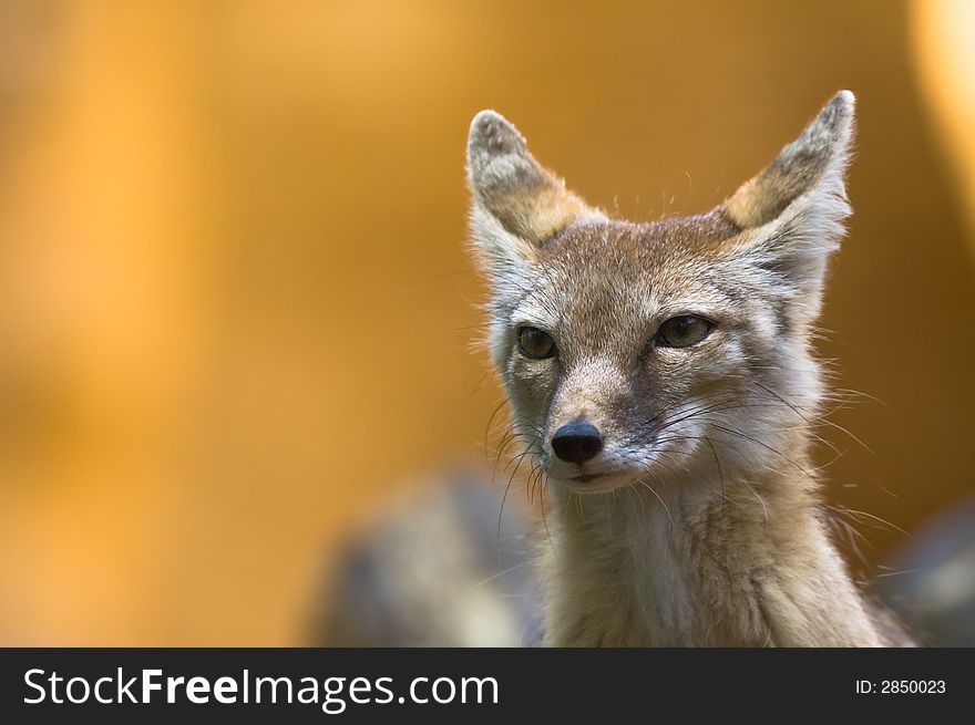 Portrait of a beautiful corsac fox
