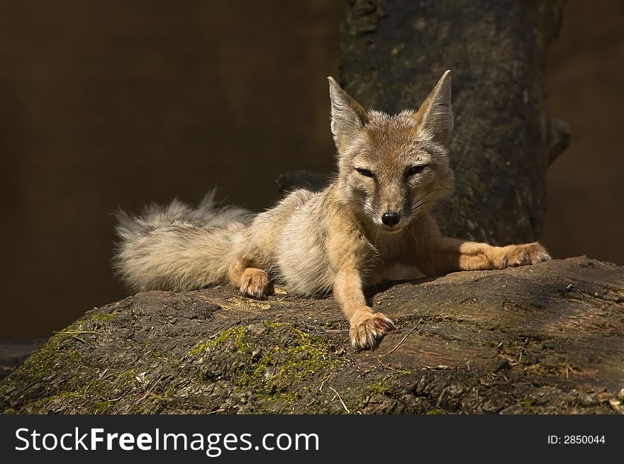 Portrait of a beautiful corsac fox