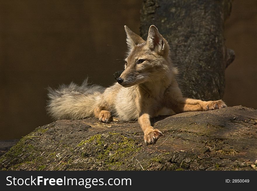 Portrait of a beautiful corsac fox