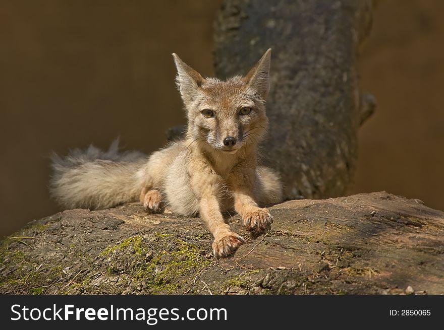 Portrait of a beautiful corsac fox