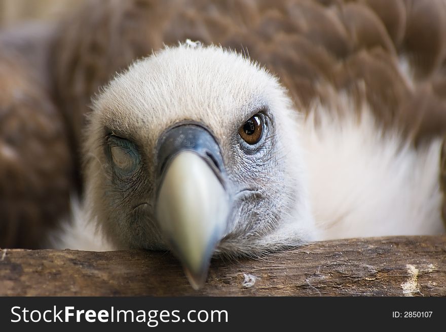 A funny looking griffon vulture. A funny looking griffon vulture