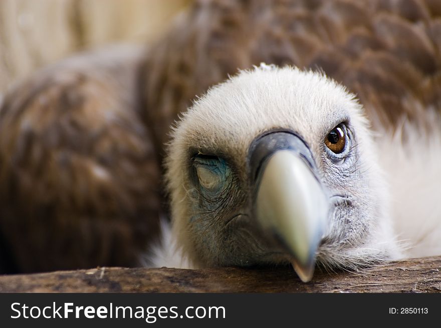 A funny looking griffon vulture. A funny looking griffon vulture