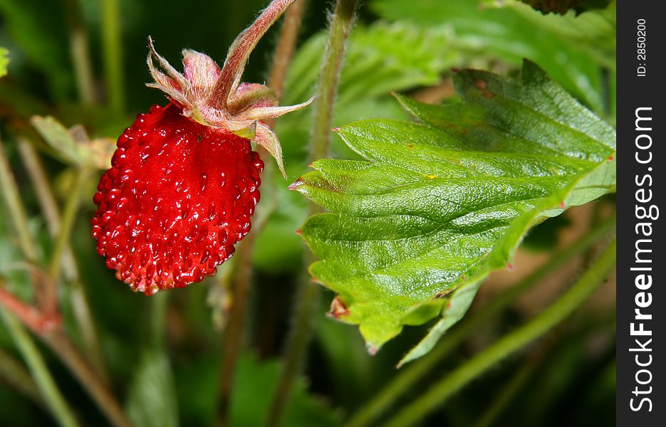 Fruits of wild strawberry photographed close up