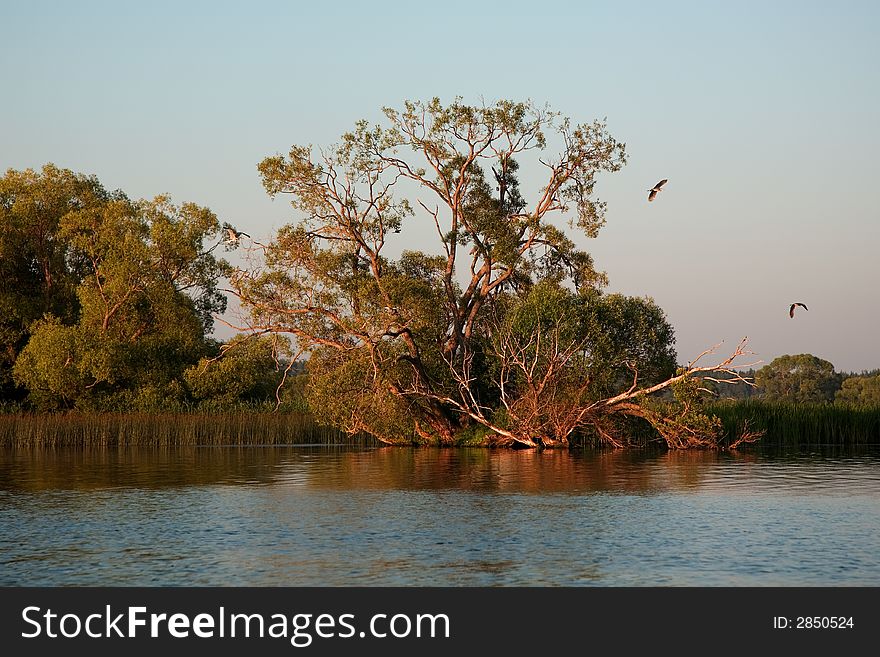 Birds (heron) fly around of a tree on coast the rivers shined by the coming sun. Birds (heron) fly around of a tree on coast the rivers shined by the coming sun